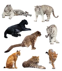 Foto op Plexiglas grote wilde katten. Geïsoleerd over wit © JackF