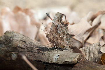 Polygonia c-album buterfly