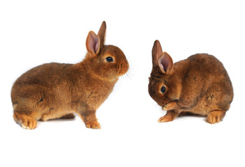 Brown Rabbit