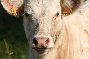 Veau charolais 2