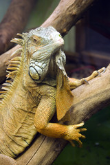 Portrait of an iguana face-to-face