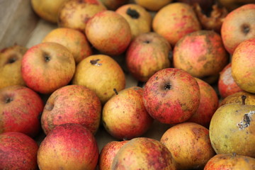 Fototapeta na wymiar pommes du marais vernier