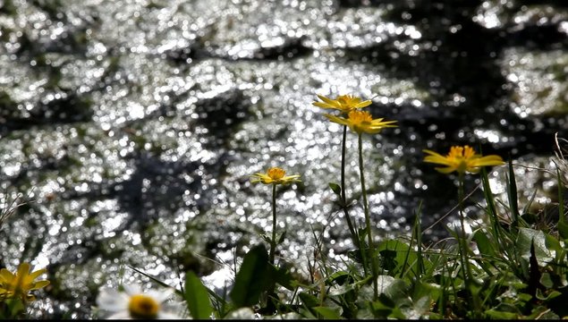 fleur