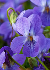 Viola