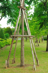 Young tree support in garden
