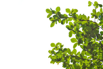 Obraz premium Green leafs