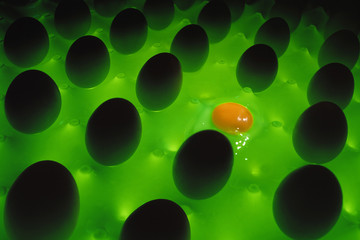egg