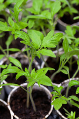 young tomato plants in plastic pots