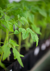 young plants of tomato