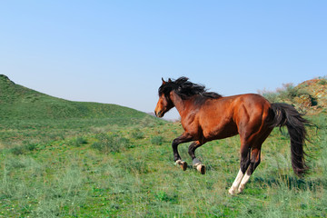 horse on nature