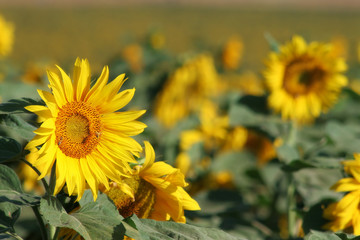 Sunflowers on the field.