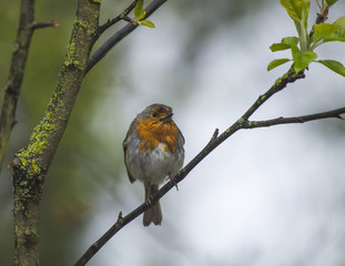 Robin