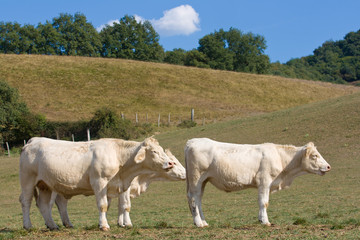 Vacas blancas en paisaje rural