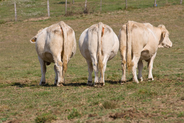 Tres vacas vistas desde atrás