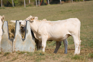 Vacas comiendo en abrevadero