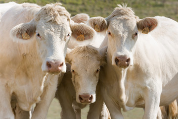 Fototapeta na wymiar Trzy białe krowy ciekawi