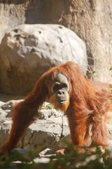 Obraz premium Orangutan Walking Among Trees
