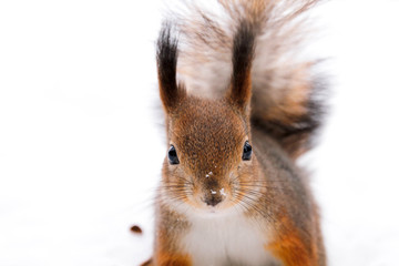 Squirrel in snow Russia