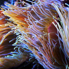 anemone background