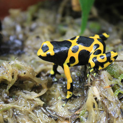 small poison frog