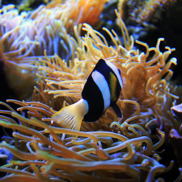 clown fish searching anemone