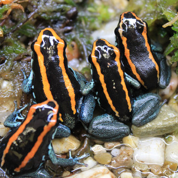 Groupe of Poison Frogs, Phyllobates vittatus.