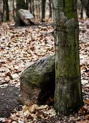 Tombstones at Jewish cemetery