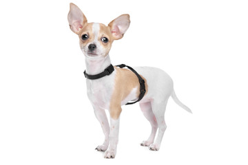 Short haired chihuahua