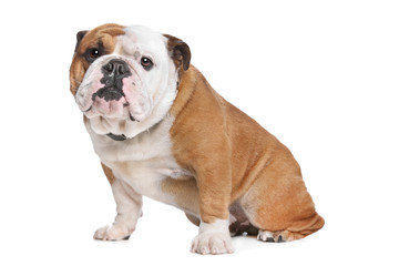 English Bulldog