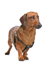 Dachshund