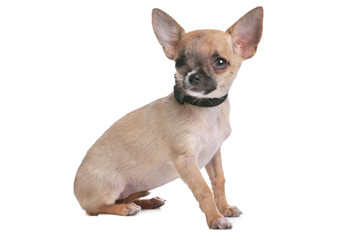 Fototapeta premium short haired chihuahua
