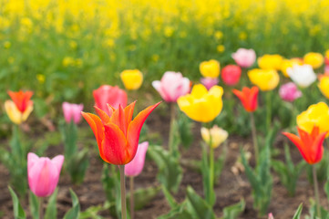 たくさんのチューリップと菜の花