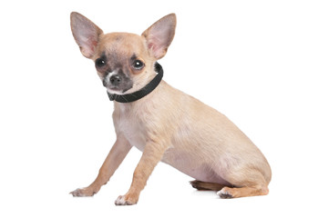short haired chihuahua