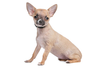 short haired chihuahua