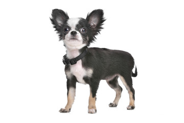 Long haired chihuahua puppy