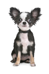 Long haired chihuahua puppy