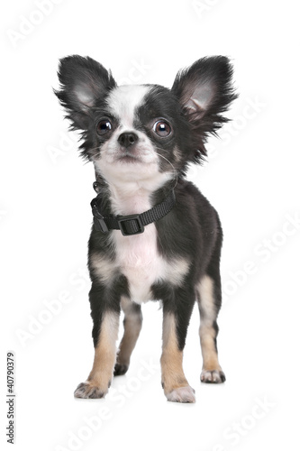 Long Haired Chihuahua Puppy Stock Photo And Royalty Free Images