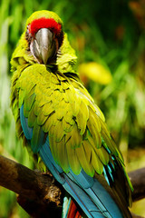 plume