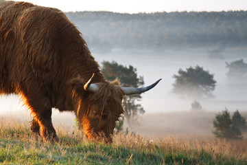 Une vache highland avec fond brumeux