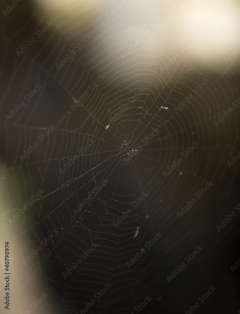 Wall mural spider web