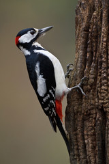 Great Spotted Woodpecker on a tree