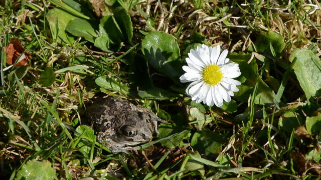 frog Pelobates fuscus in spring