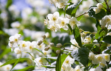 beautiful fresh jasmine flowers