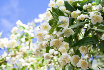 beautiful fresh jasmine flowers