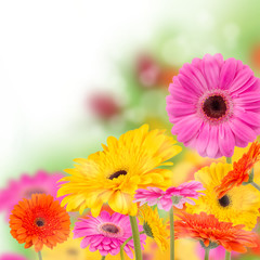 Gerber flowers
