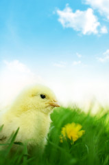 Little chicken on green grass and blue background