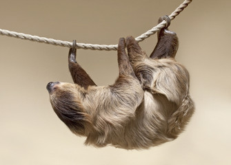 Two-toed sloth - obrazy, fototapety, plakaty