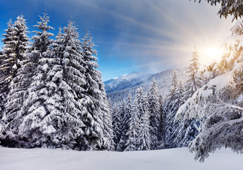 Winter