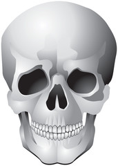 Human Skull realistic vector illustration