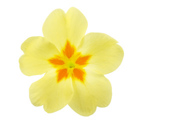 Einzelne Primelblüte (Primula), Nahaufnahme